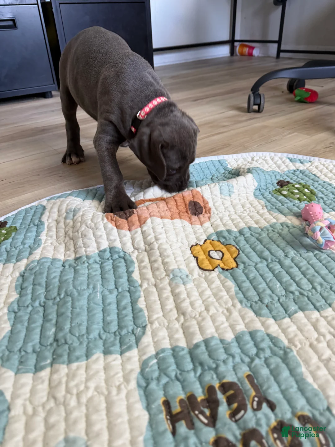 Cane Corso dogs for sale: Kitana - Ad 2