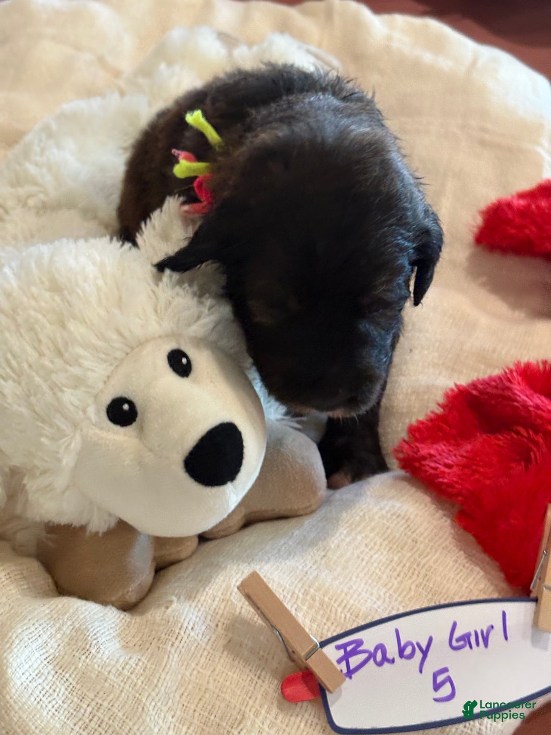 Mixed Breed dogs for sale: Female # 5 English  Shepherd Doodle  - Ad 4