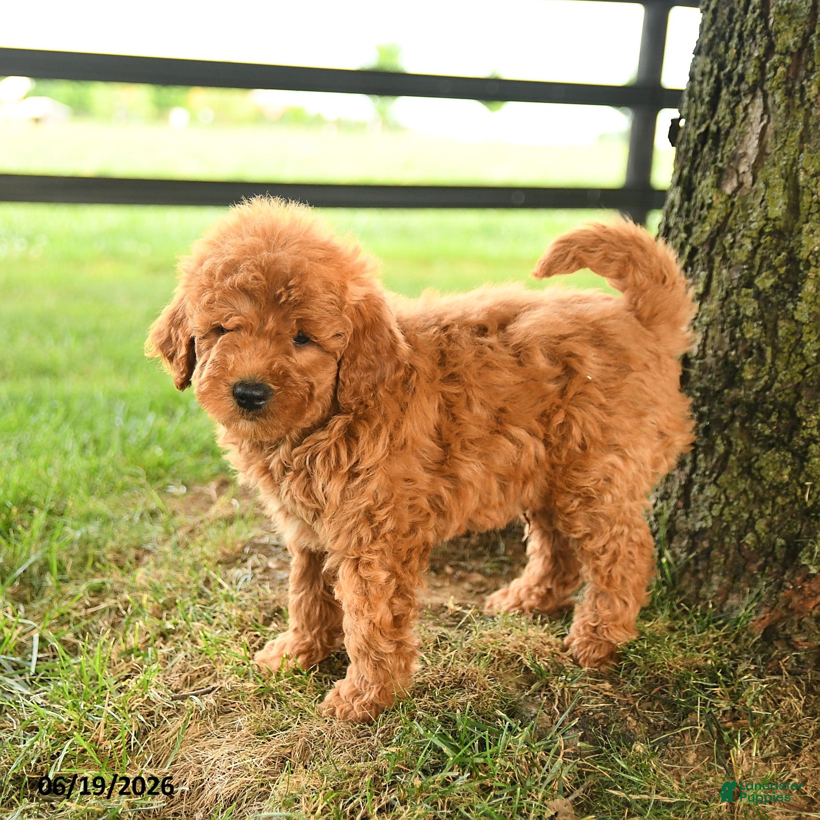 Mini Goldendoodle dogs Fletcher - Ad 2
