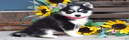 Pomsky dogs for sale: Penny - Ad 7