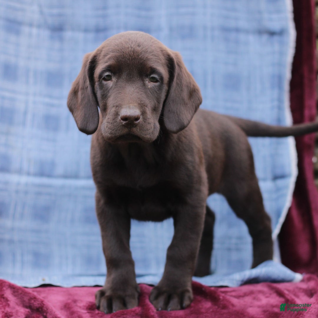 Labrador Retriever dogs for sale: James  - Ad 4
