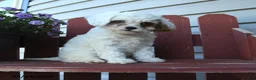 Cavapoo dogs for sale: Cutie - Ad 3
