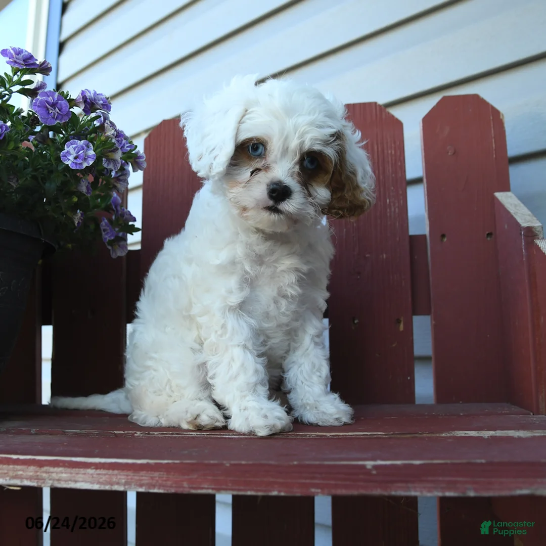 Cavapoo dogs for sale: Cutie - Ad 3