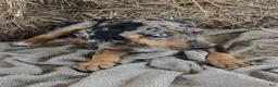 Catahoula Leopard Dog dogs for sale: Jesse 2026 F5 - Ad 9