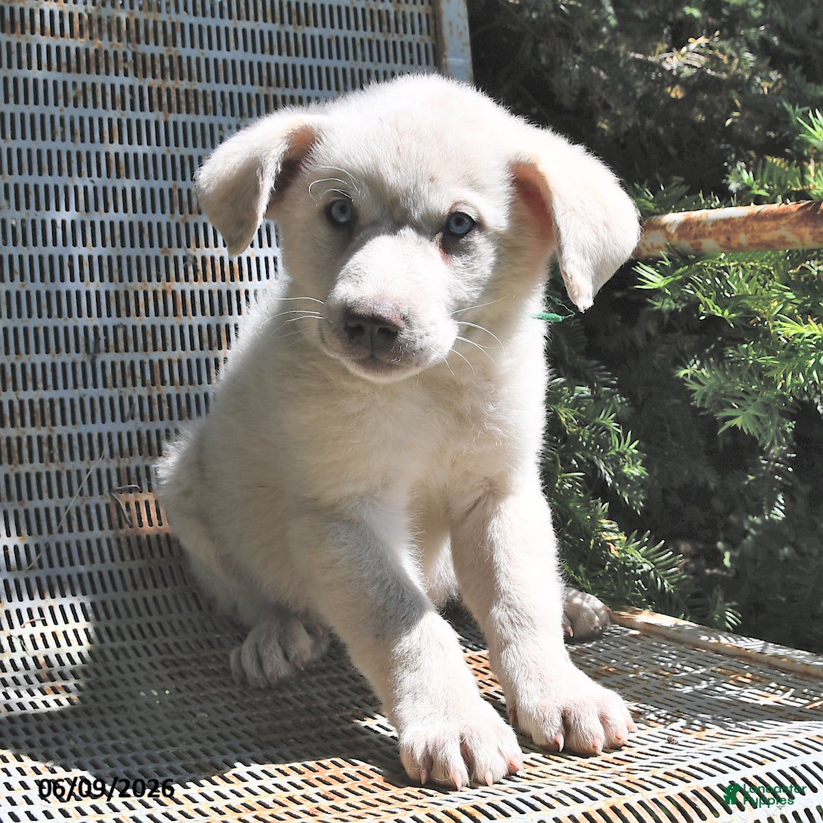 Great Pyrenees dogs Lady - Ad 2