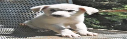 Great Pyrenees dogs for sale: Lady - Ad 2