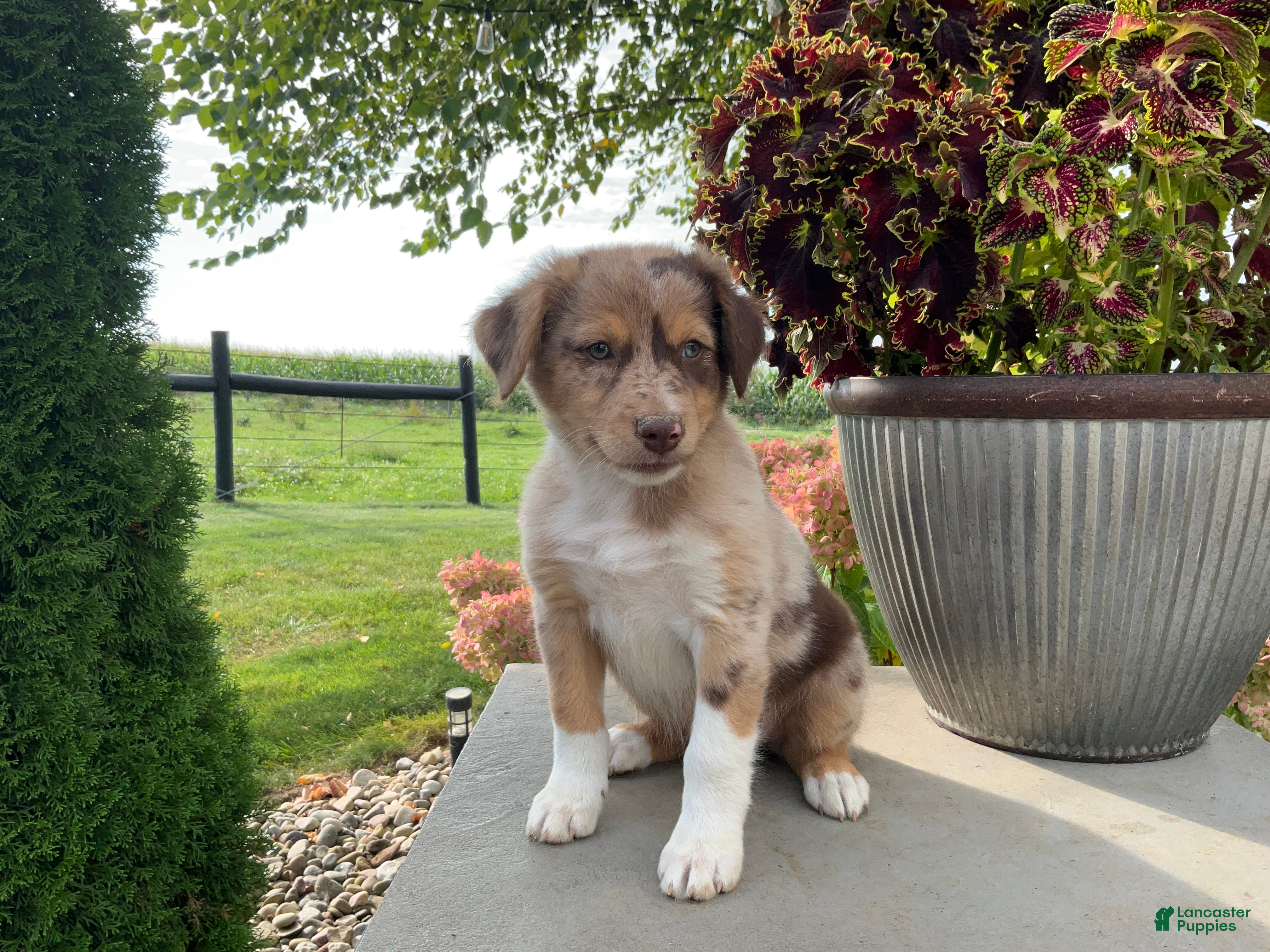 Mixed Breed dogs Mindy - Ad 1