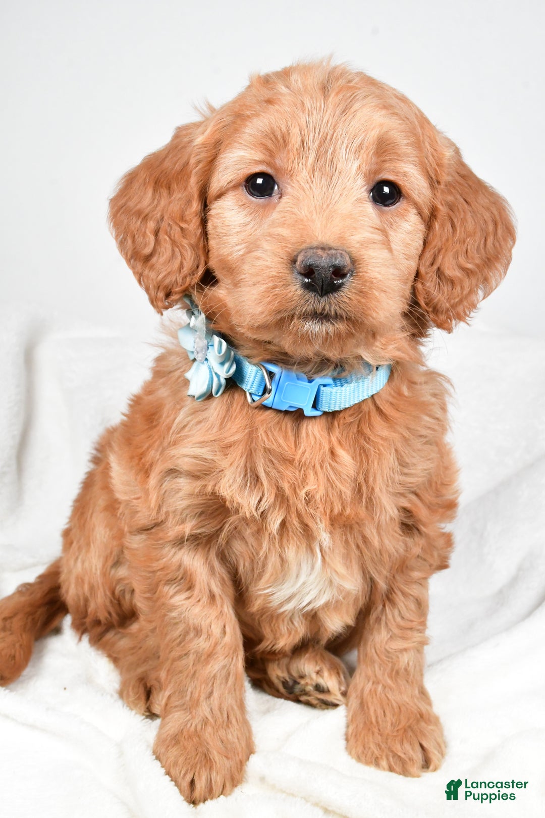 Mini Goldendoodle dogs for sale: Beulah - Ad 2