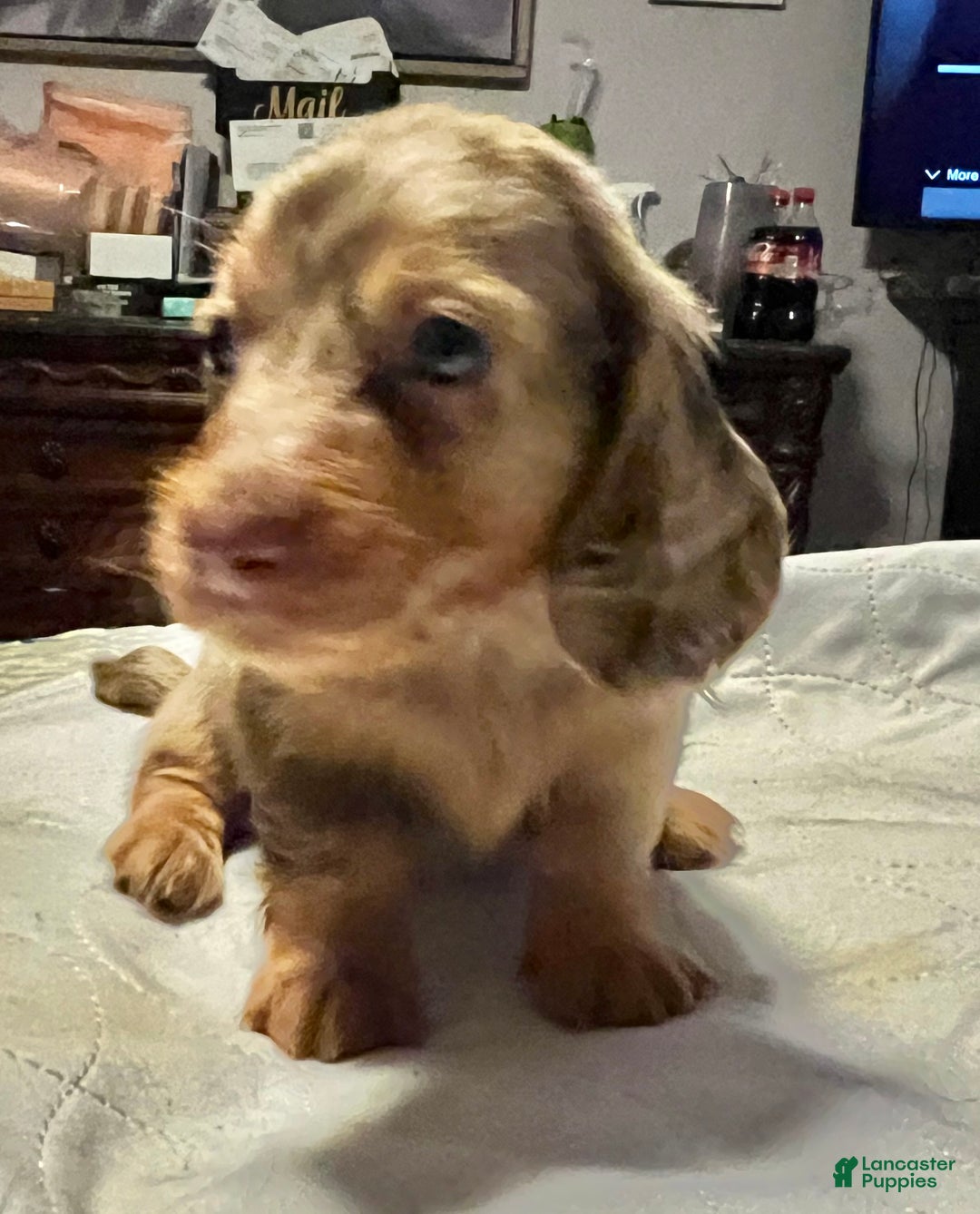 Miniature Dachshund dogs for sale: Miniature Dachshund Puppy 1 - Ad 14