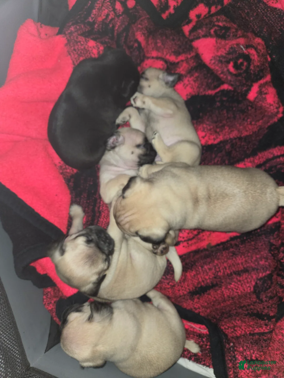 Pug dogs for sale: Purple - Ad 6