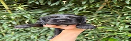 Cocker Spaniel dogs for sale: Cocker Spaniel 2 - Ad 1