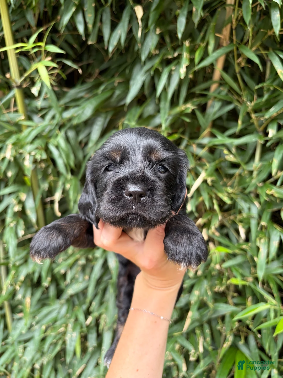 Cocker Spaniel dogs for sale: Cocker Spaniel 2 - Ad 1