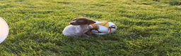 German Shorthaired Pointer dogs for sale: Rose - Ad 4