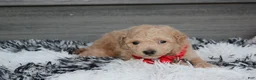 Bichpoo dogs for sale: Kelby - Ad 8