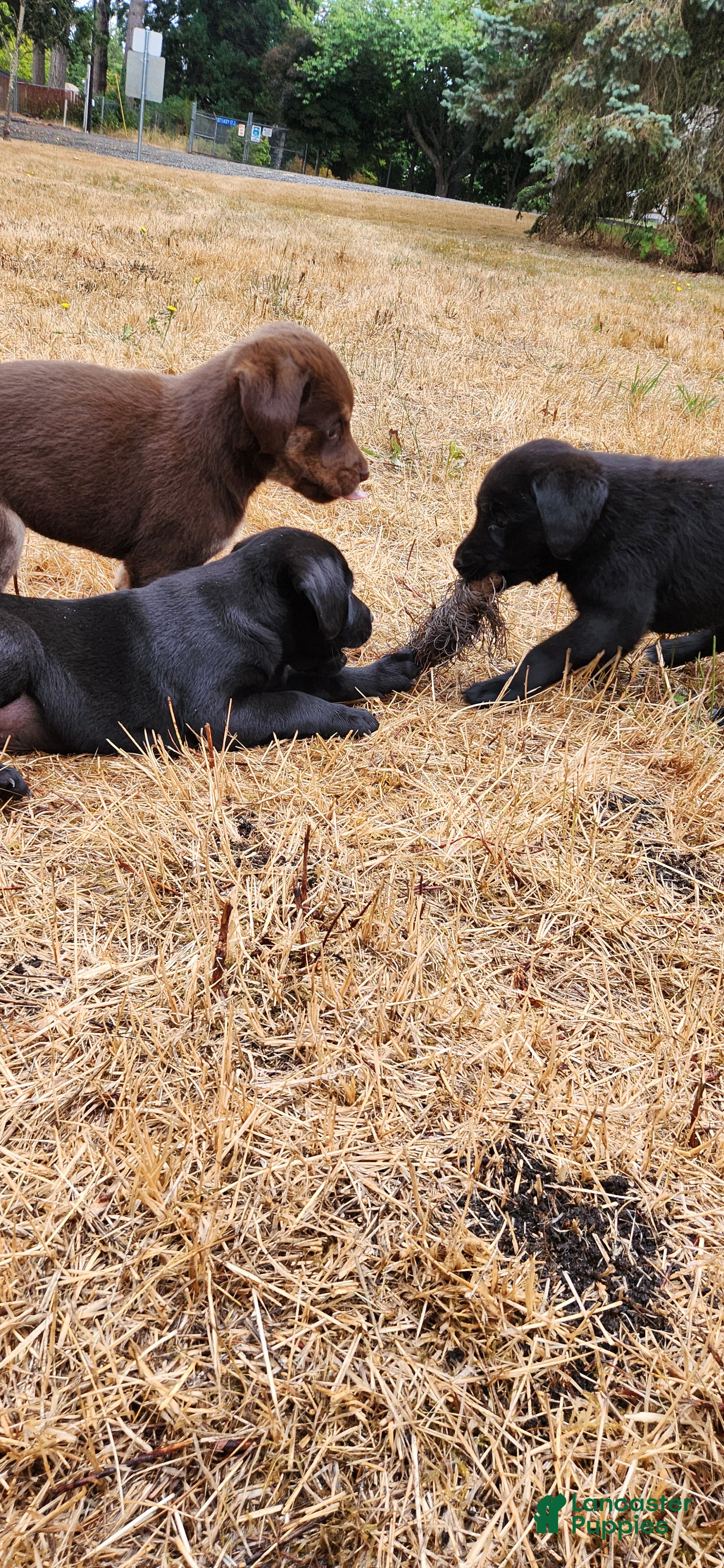 Labrador Retriever dogs Labrador Retriever 4 - Ad 27