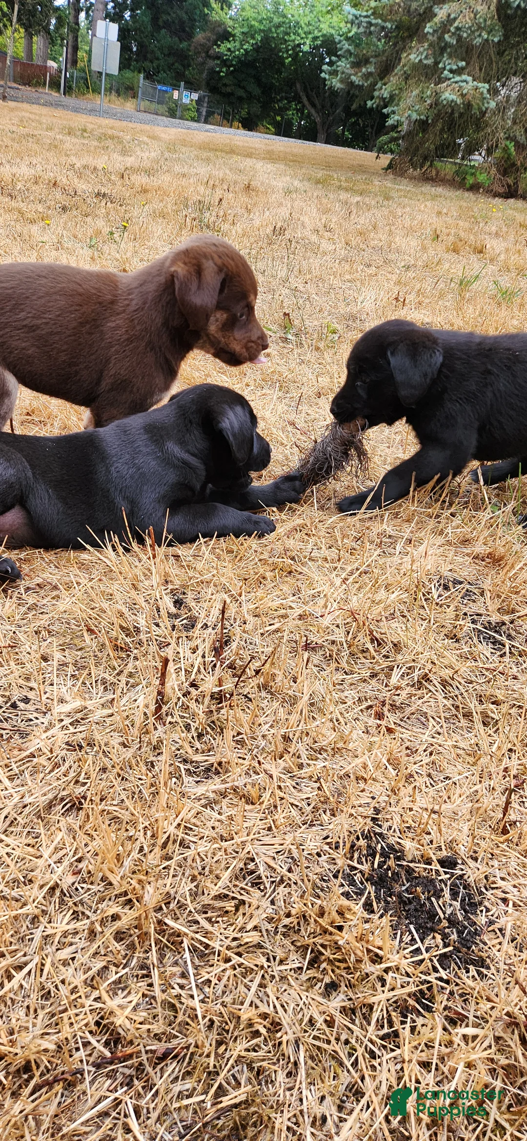 Labrador Retriever dogs for sale: Labrador Retriever 4 - Ad 1