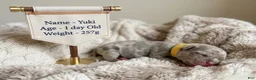 French Bulldog dogs for sale: Yuki - Ad 1