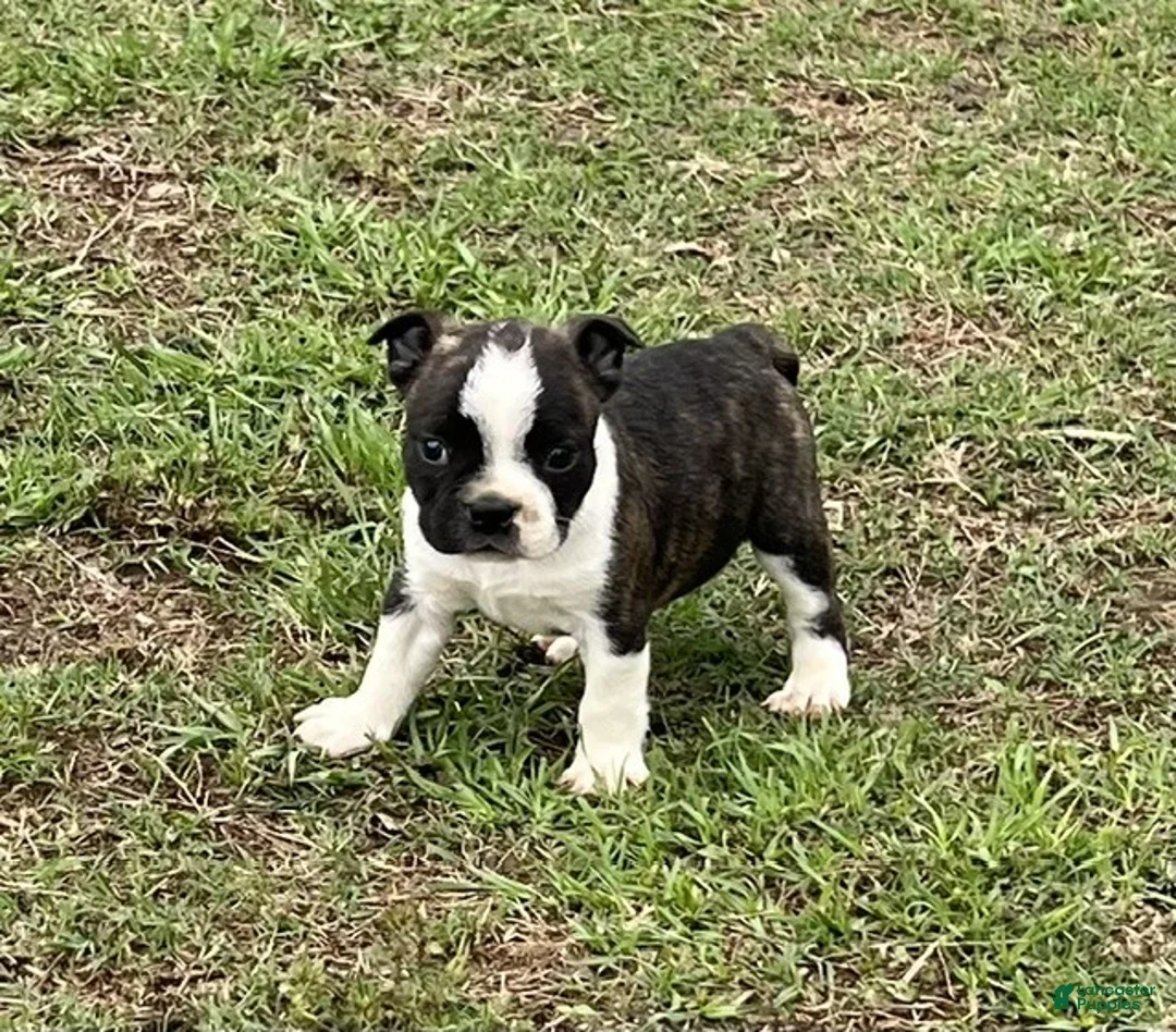 Frenchton dogs for sale: Frenchton Puppy 1 - Ad 2