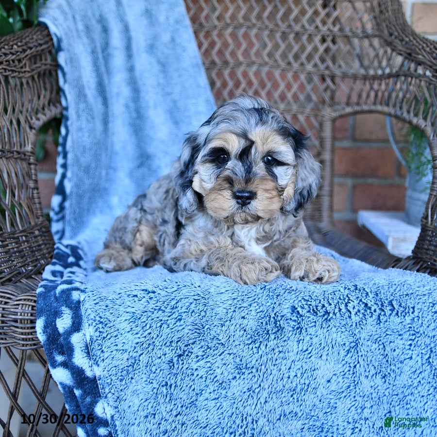 Cockapoo dogs for sale: Tina - Ad 1