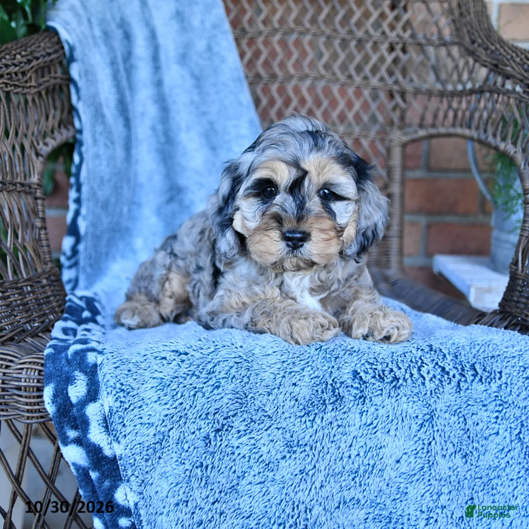 Cockapoo dogs for sale: Tina - Ad 1