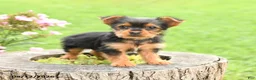 Yorkshire Terrier dogs for sale: Angel - Ad 3
