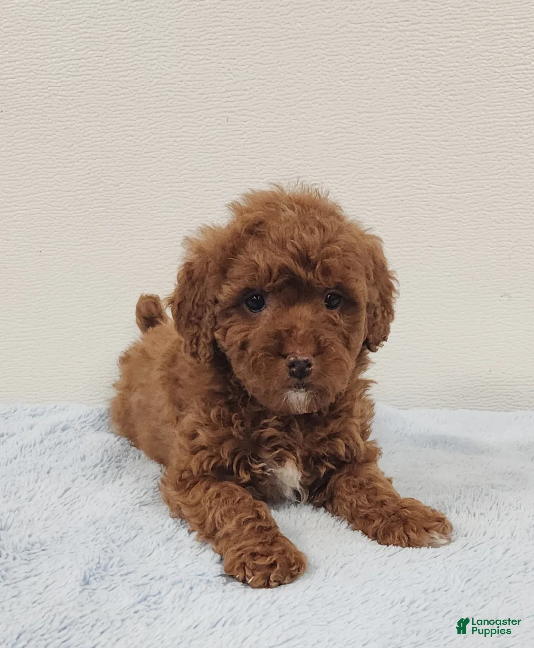 Mini Goldendoodle dogs for sale: Rover - Ad 9