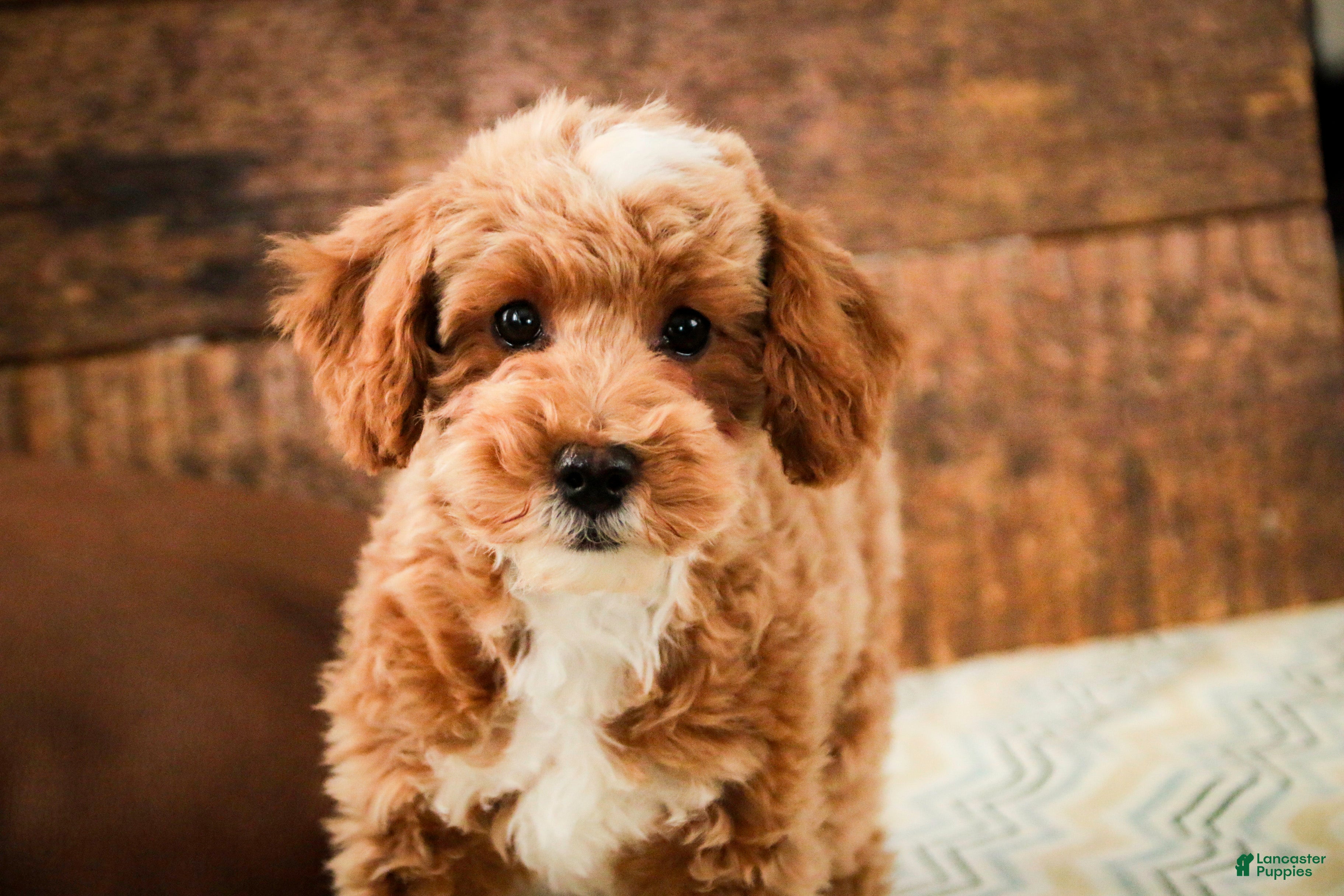 Miniature Poodle dogs Ramsey - Ad 1