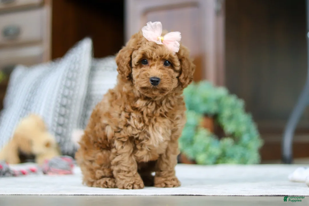 Miniature Poodle dogs for sale: Linda - Ad 3