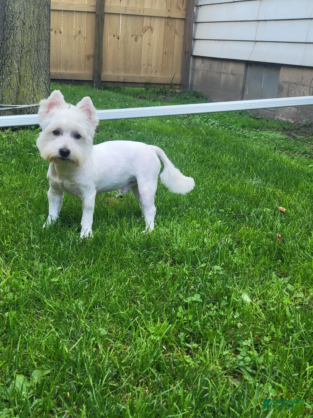 West Highland Terrier dogs for sale: Bobby - Ad 2