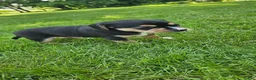 Mixed Breed dogs for sale: Blaze - Ad 6