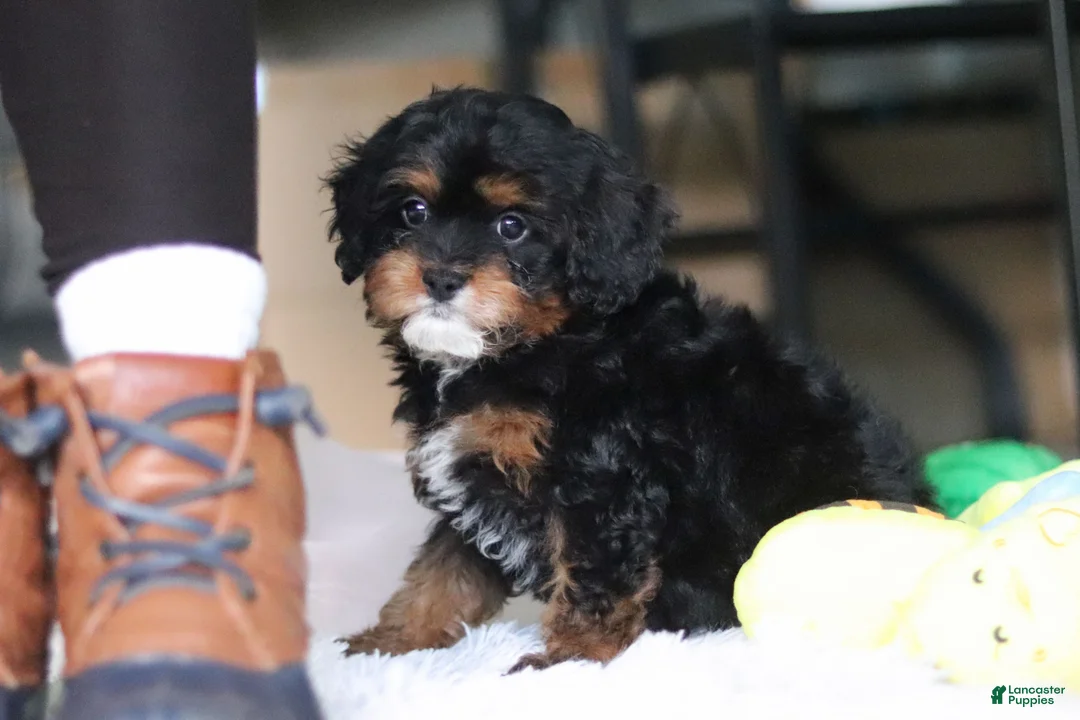 Cavapoo dogs for sale: Charity - Ad 10