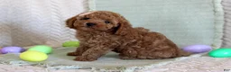 Toy Poodle dogs for sale: Happy - Ad 2