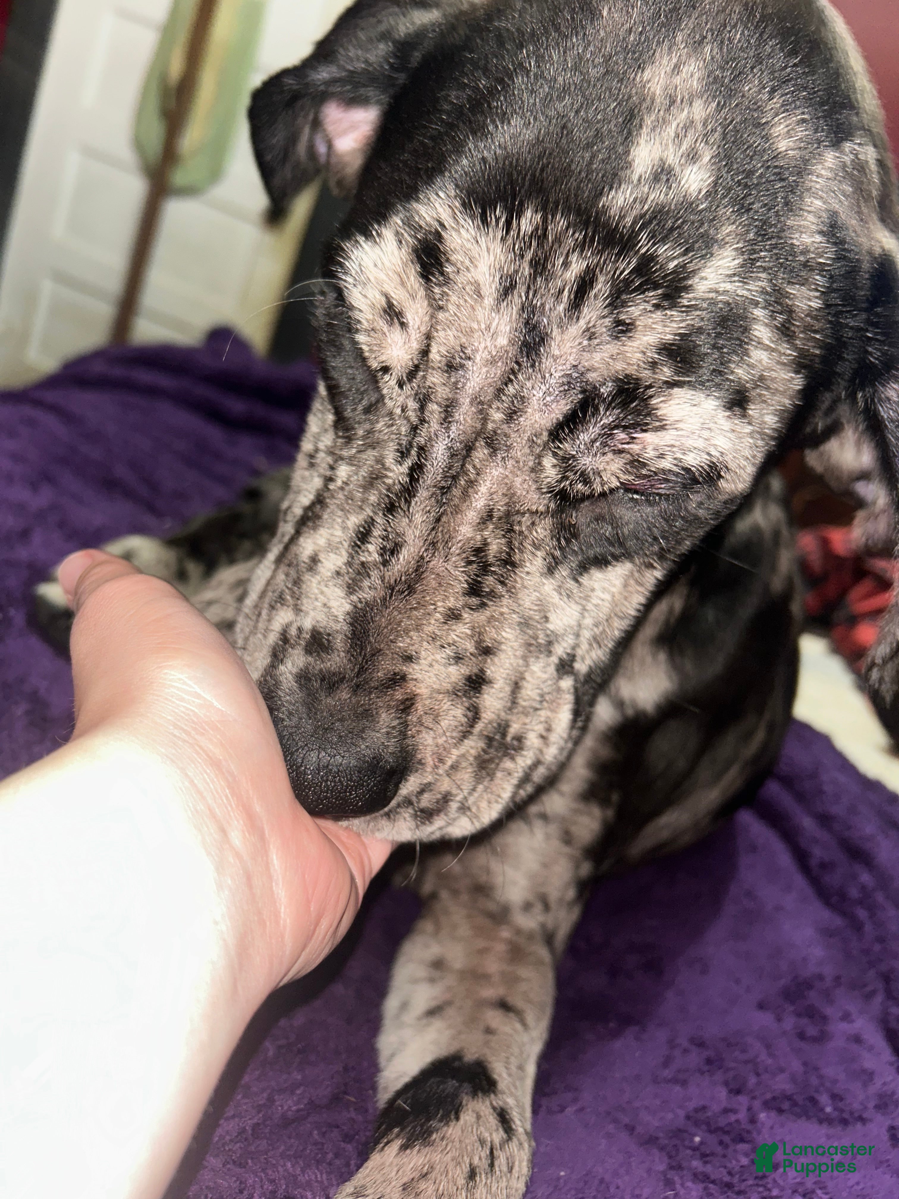 Mixed Breed dogs Mixed Breed Puppy 1 - Ad 25