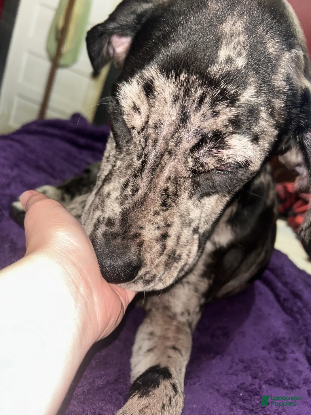 Mixed Breed dogs for sale: Mixed Breed Puppy 1 - Ad 1