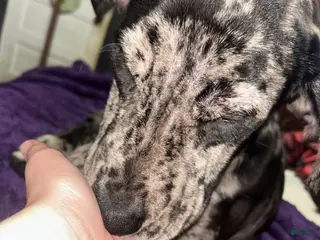 Mixed Breed dogs Mixed Breed Puppy 1 - Ad 25