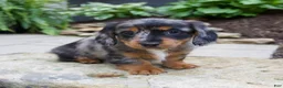 Miniature Dachshund dogs for sale: Gabby - Ad 7