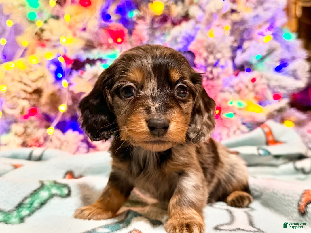 Dachshund dogs for sale: Chocolate mini long coat - Ad 16