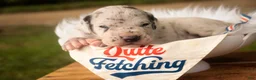 Great Dane dogs for sale: Benson Great Dane  - Ad 10
