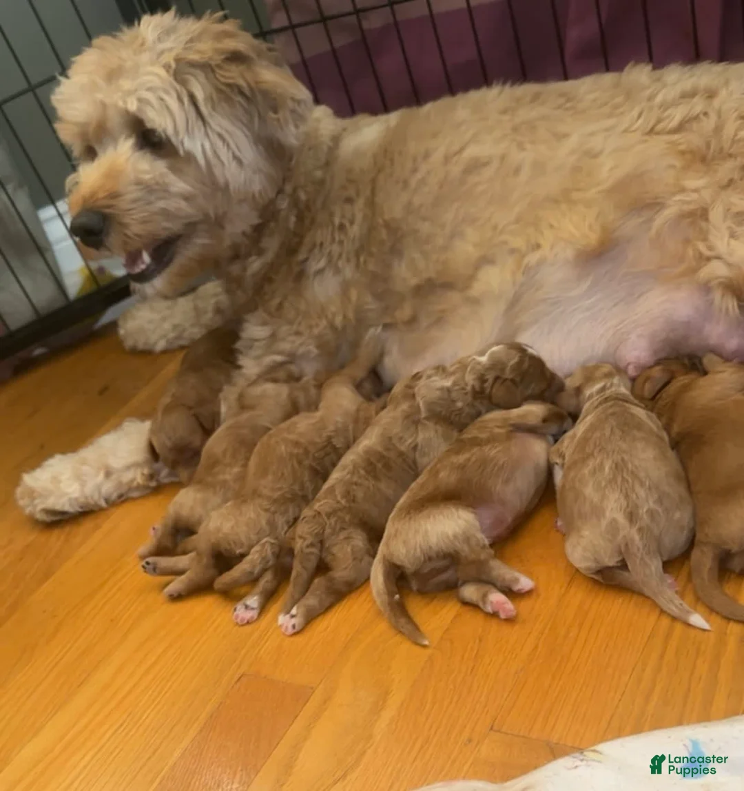 Gallery Image {{count}}