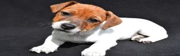 Jack Russell Terrier dogs for sale: Remi - Ad 9