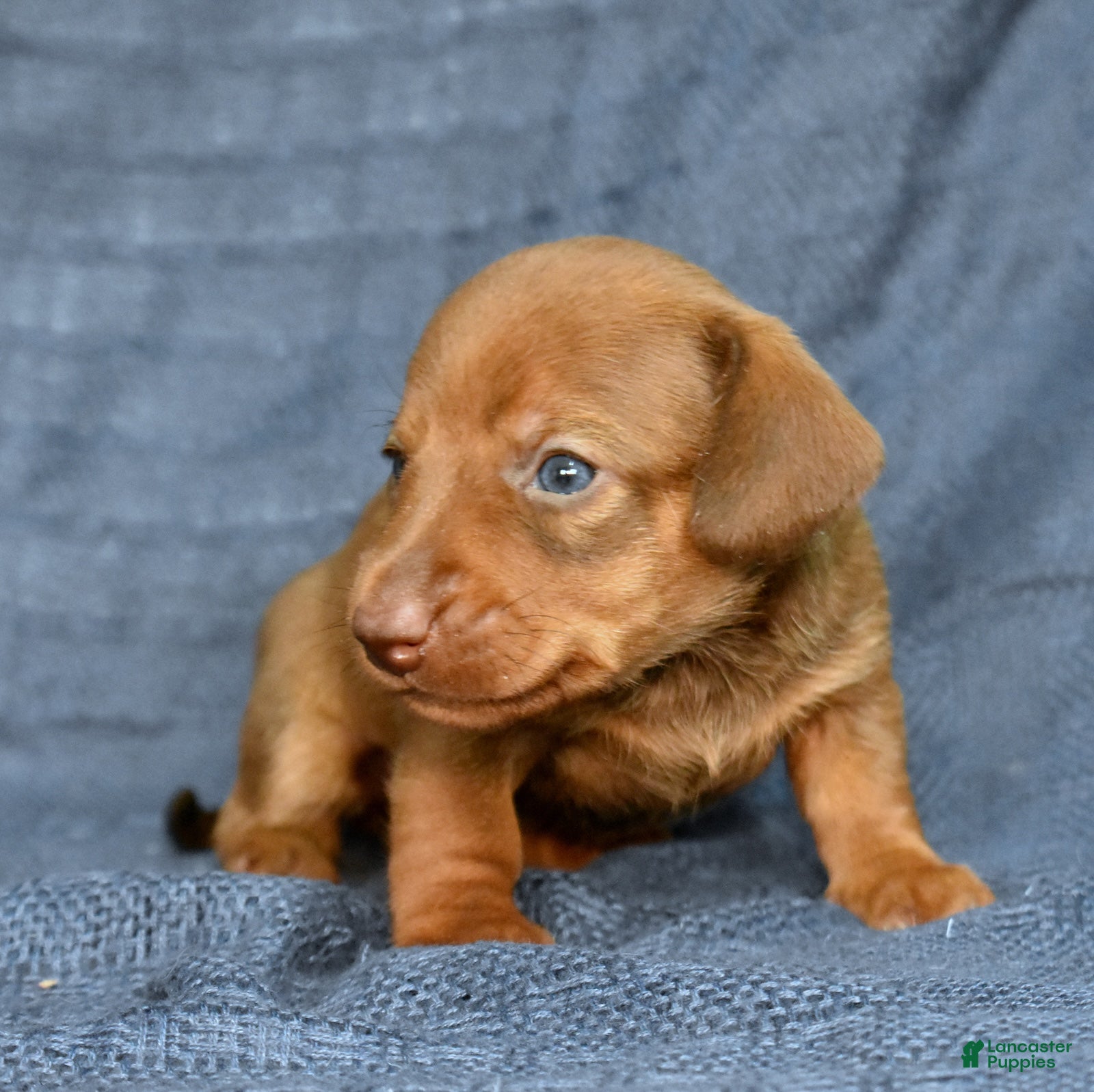 Miniature Dachshund dogs Chai - Ad 2
