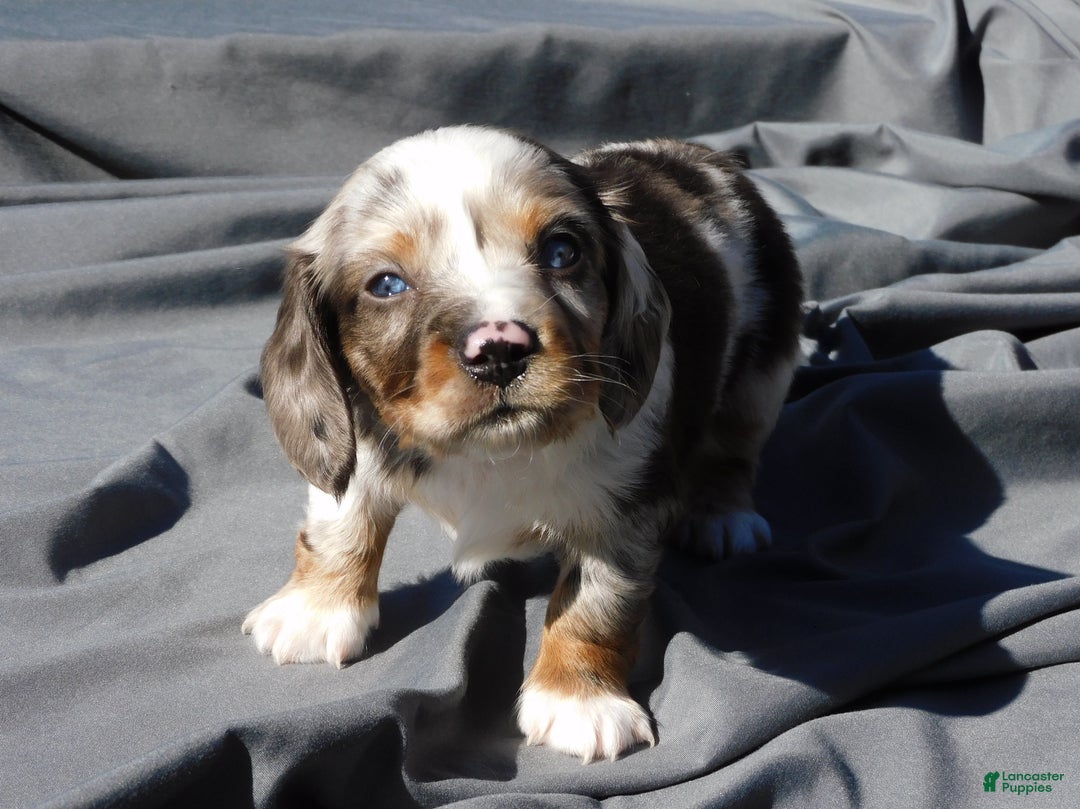 Miniature Dachshund dogs for sale: LMA's ChampionDoxie Snoop Dogg - Ad 42