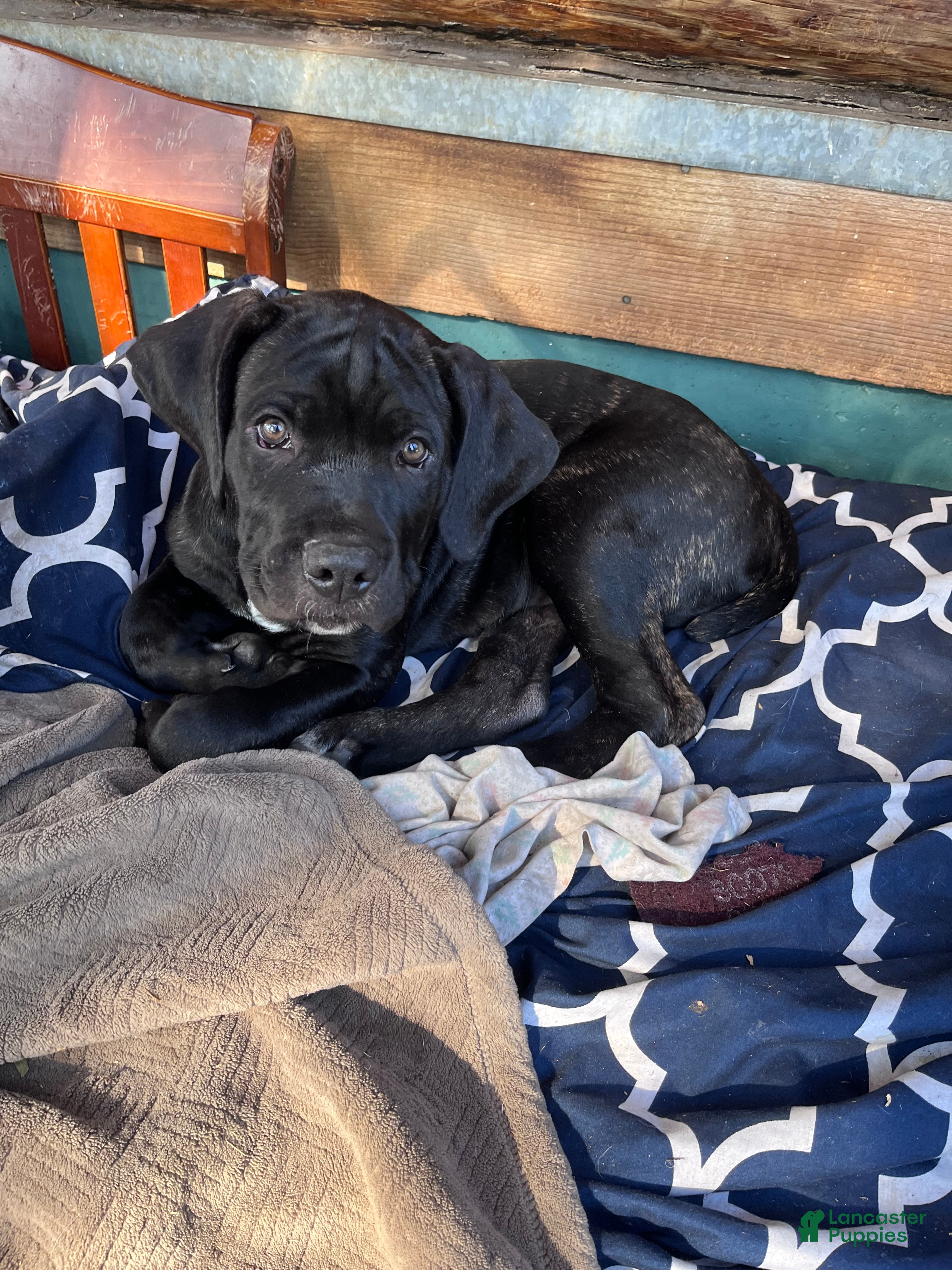 Cane Corso dogs Alaric - Ad 18