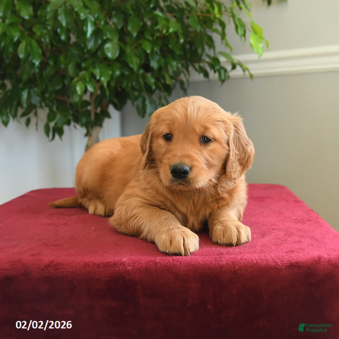 Golden Retriever dogs for sale: Skittles - Ad 5