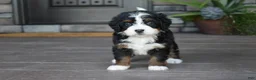 Mini Bernedoodle dogs for sale: Carla - Ad 8