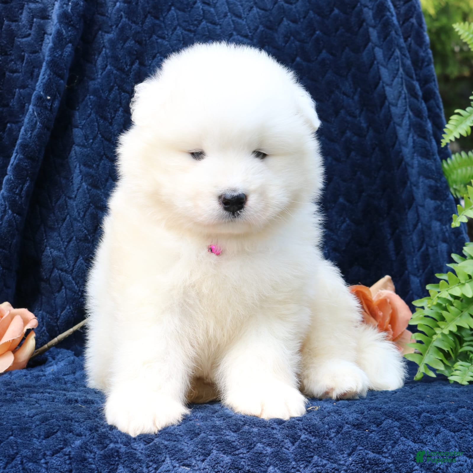 Samoyed Russian Dog Puppy 8+ Hundred Russian Samoyed Royalty-Free