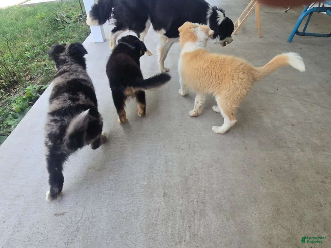 Border Collie dogs for sale: Goldie  - Ad 11