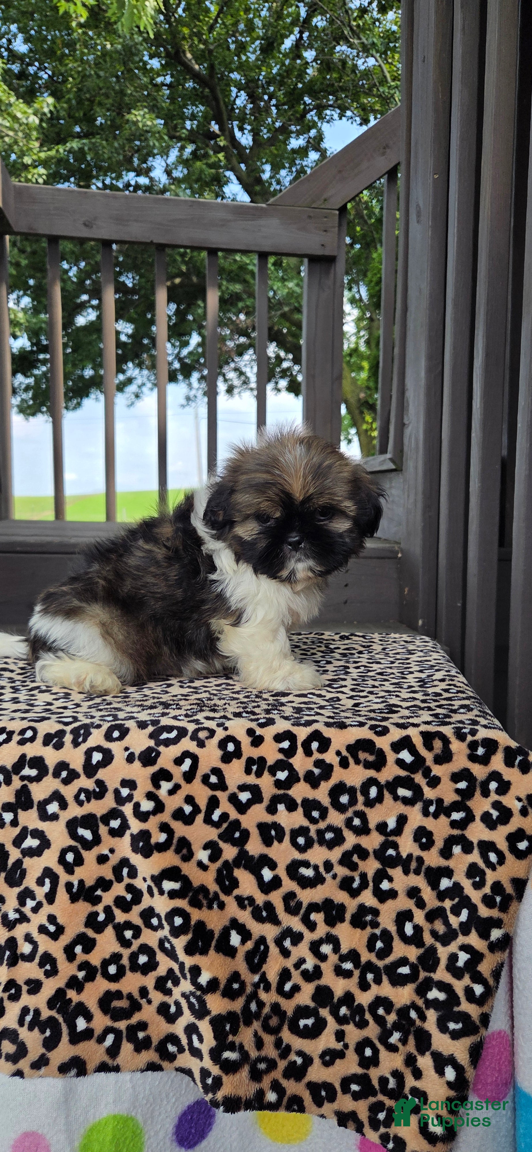 Shih Tzu dogs Oscar - Ad 1