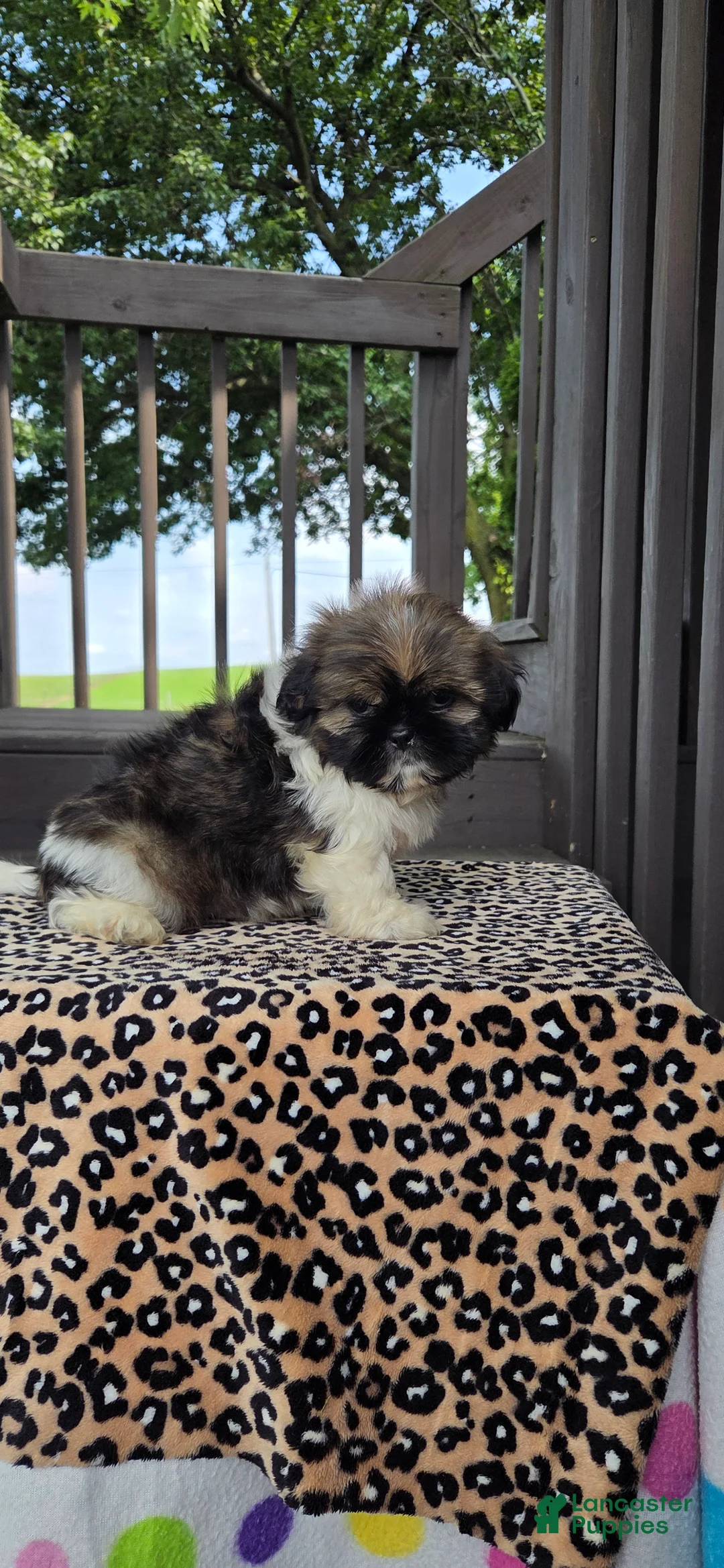 Shih Tzu dogs for sale: Oscar - Ad 1