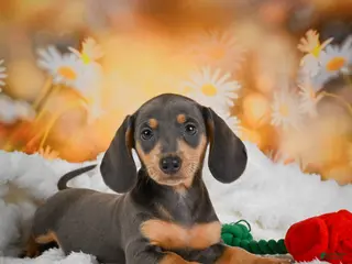 Miniature Dachshund dogs for sale: Dinah - Ad 2